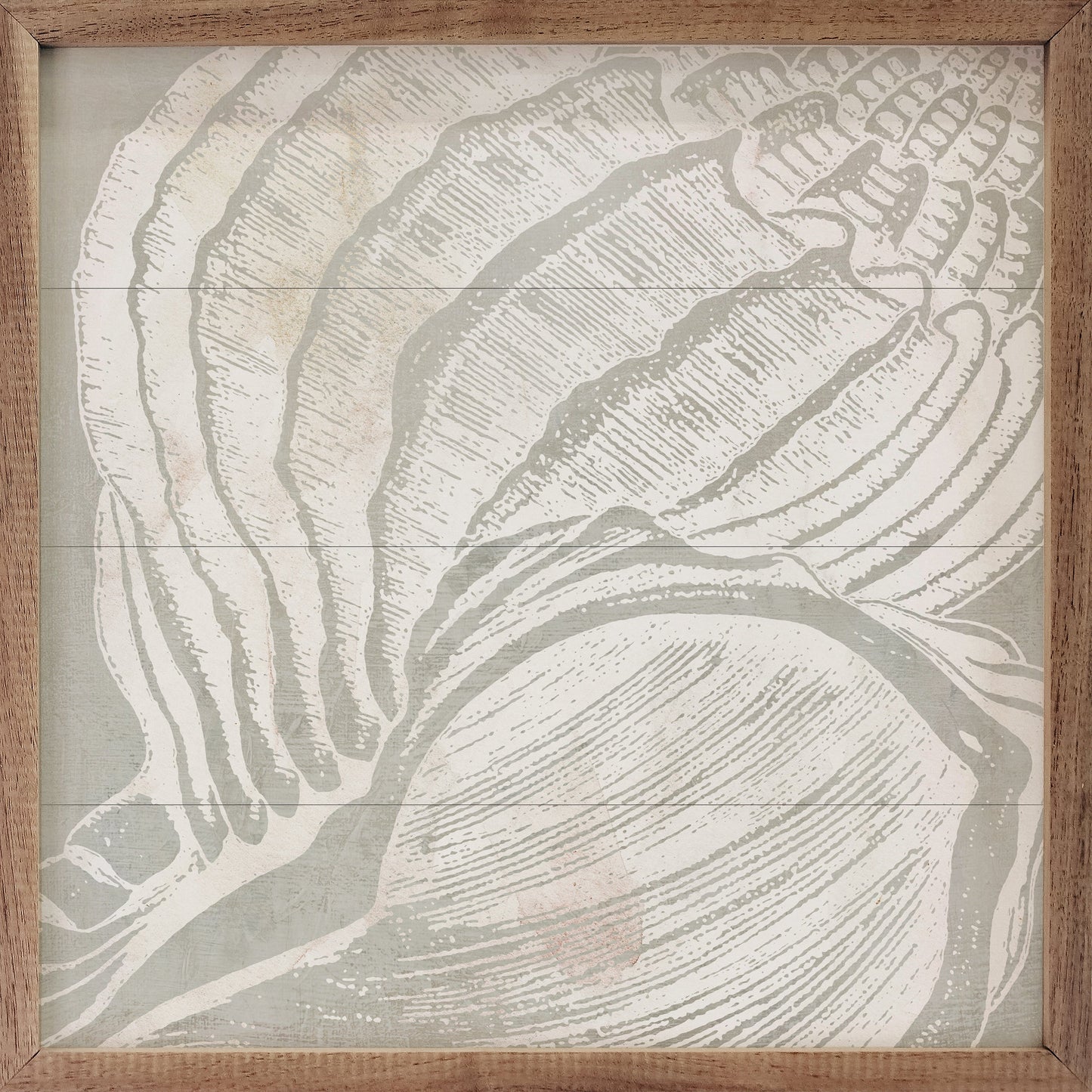 Seashell Close Up II By Carol Robinson